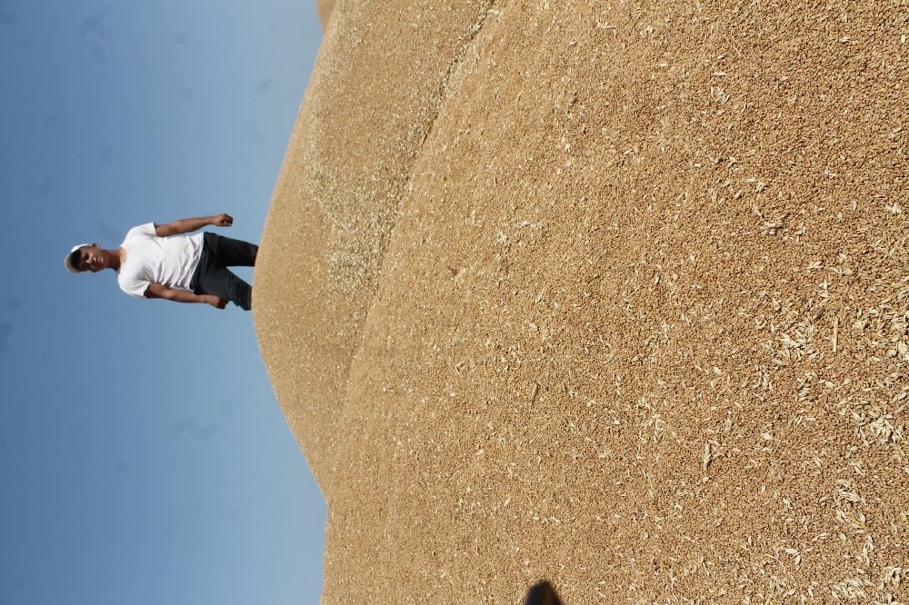 Manyas’ta hububat verimi üreticinin yüzünü güldürdü