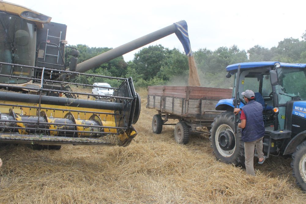 Manyas’ta hububat verimi üreticinin yüzünü güldürdü