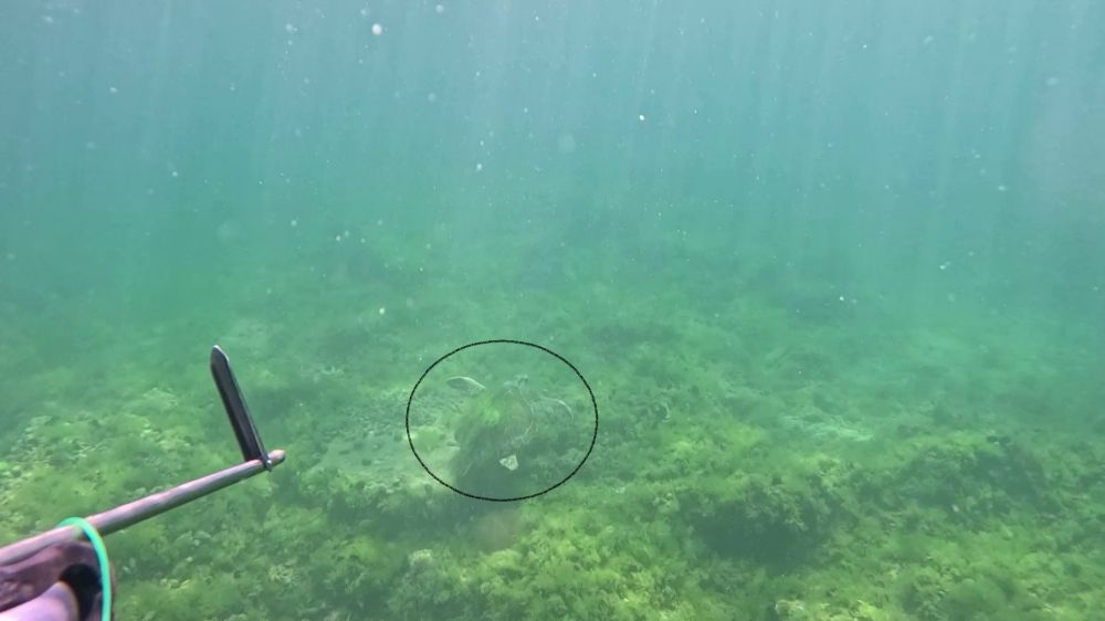 Marmara Denizi’nde bir ilk: Caretta caretta su altında görüntülendi