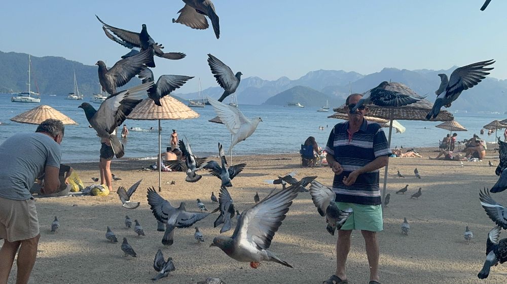 Marmaris Halk Plajı’nın kanatlı müdavimlerine vatandaşlardan ilgi