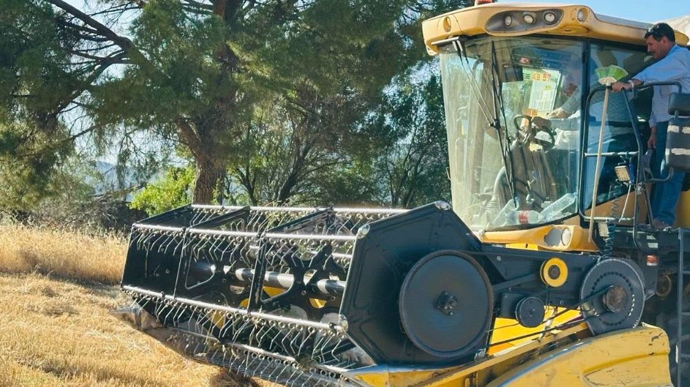 Menteşe’de buğday hasadında sona yaklaşıldı: 7 bin ton rekolte bekleniyor