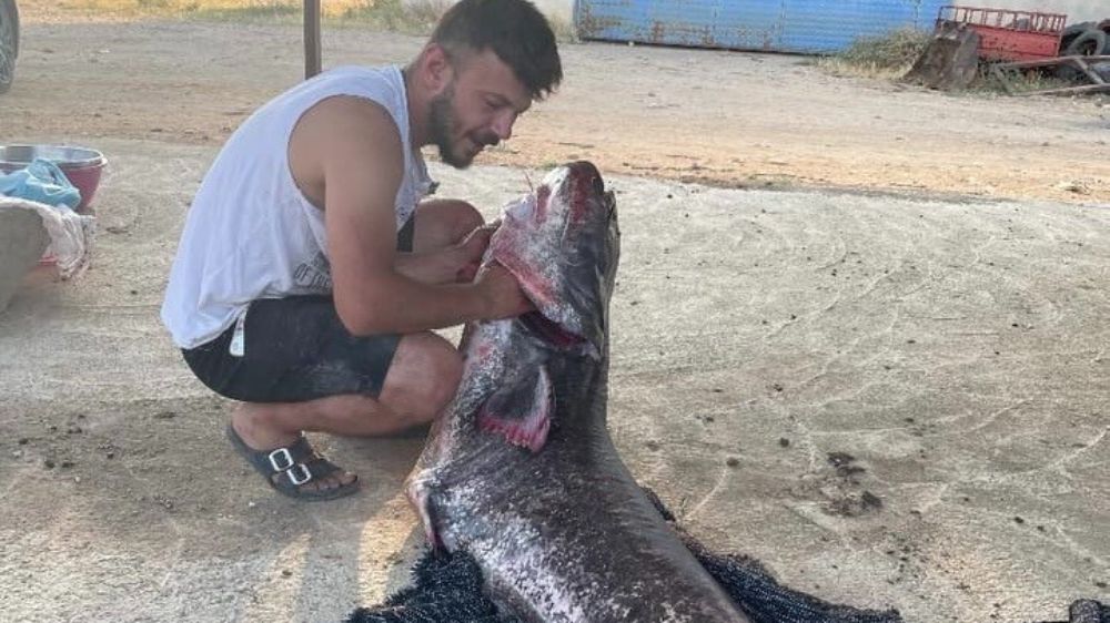 Meriç Nehri'nde 73 kiloluk yayın balığı yakalandı
