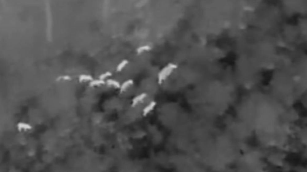  Milli Park’ta yaban domuzlarıyla etkin mücadele devam ediyor