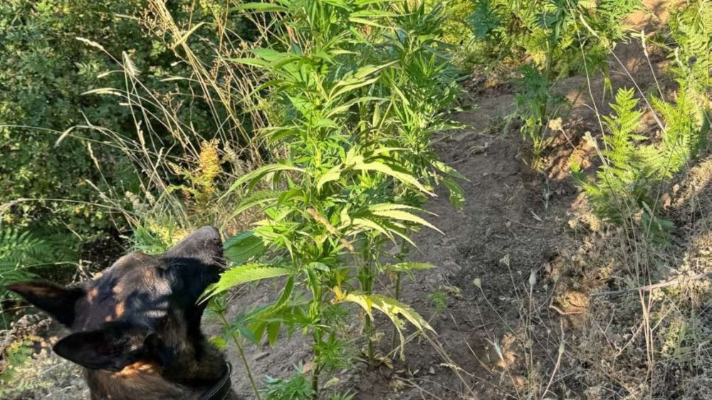  Nazilli'de uyuşturucu operasyonu
