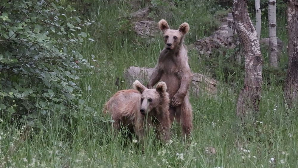 Nemrut'ta aç kalan boz ayılar çöplere dadandı