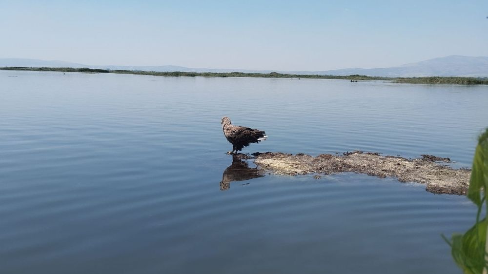 Nesli tehlike altındaki Ak Kuyruklu Kartal, Denizli’de görüldü