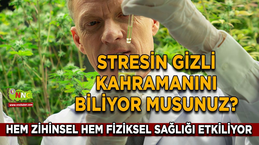 Noradrenalin nedir? Stresin gizli kahramanı noradrenalin vücudu nasıl etkiliyor?