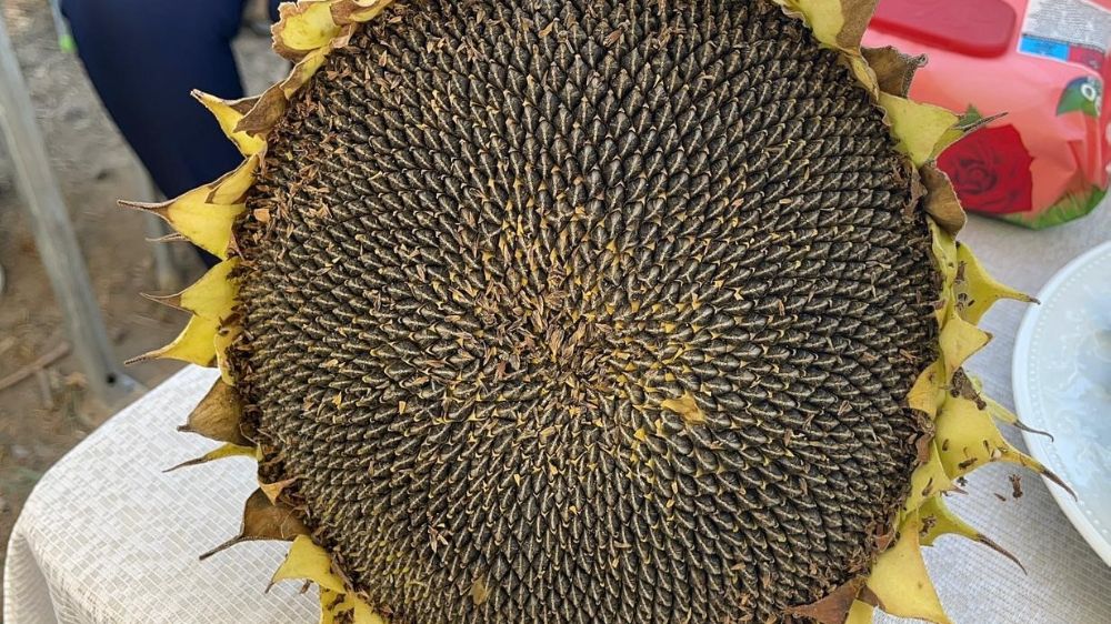 Osmaniye’de Ayçiçek hasadı başladı