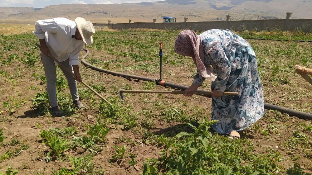 Patnos'ta şeker pancarı tarlalarında kadın eli