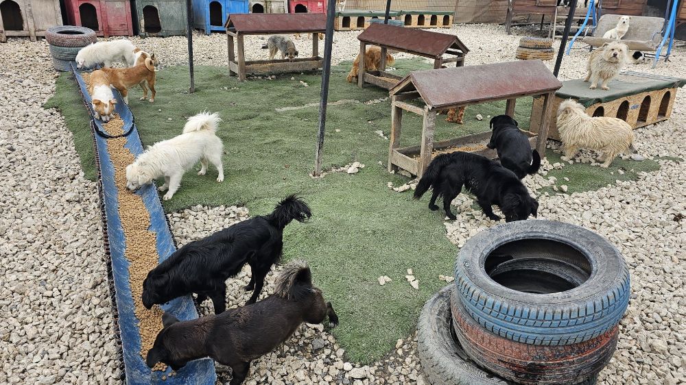 Potadan Patiye Projesi ile Hepsiburada'dan sokak hayvanlarına 4 tonu aşan mama desteği