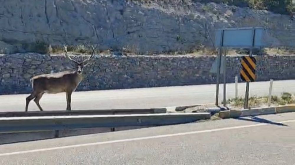 Refüjde geyik gören sürücüler cep telefonlarına sarıldı