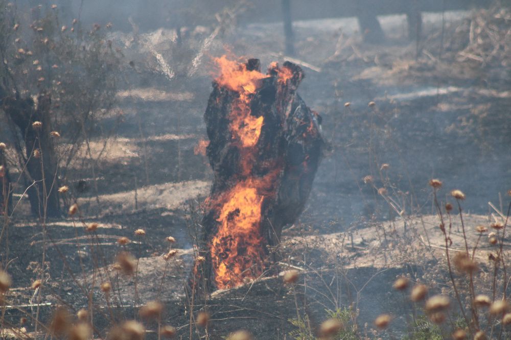 Rüzgarla büyüyen yangın, hayvan çiftliğini tehdit etti