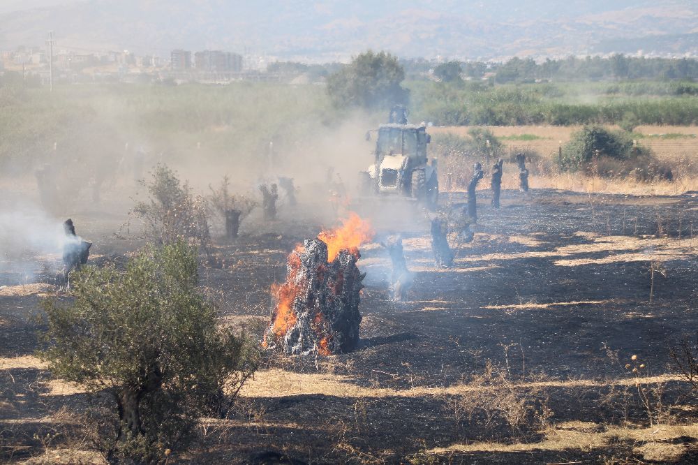 Rüzgarla büyüyen yangın, hayvan çiftliğini tehdit etti