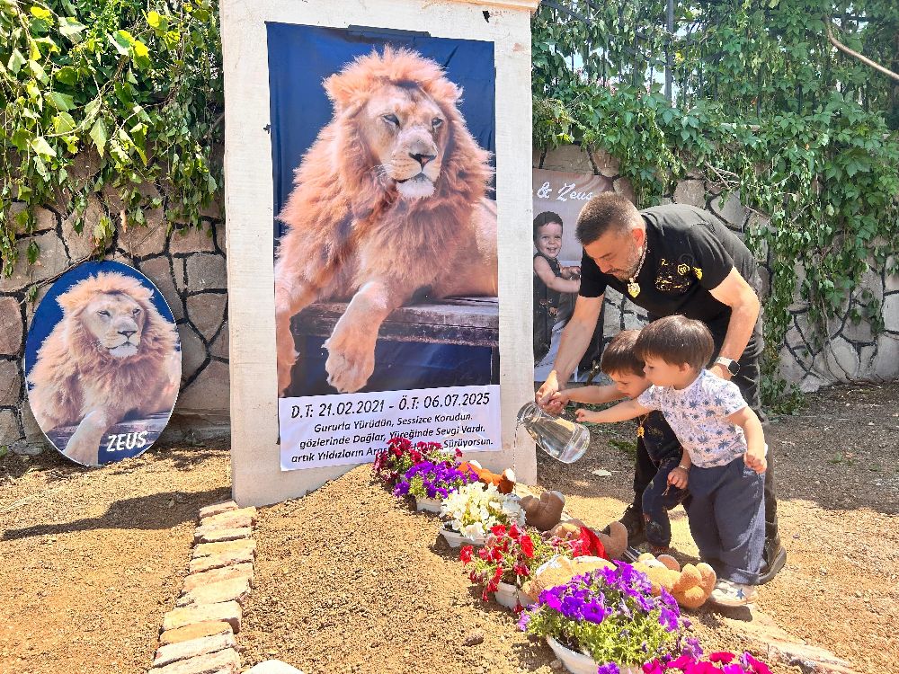 Saldırdığı çiftçiyi yaraladıktan sonra öldürülen aslanın sahibi evinin önüne temsili mezar yaptırdı