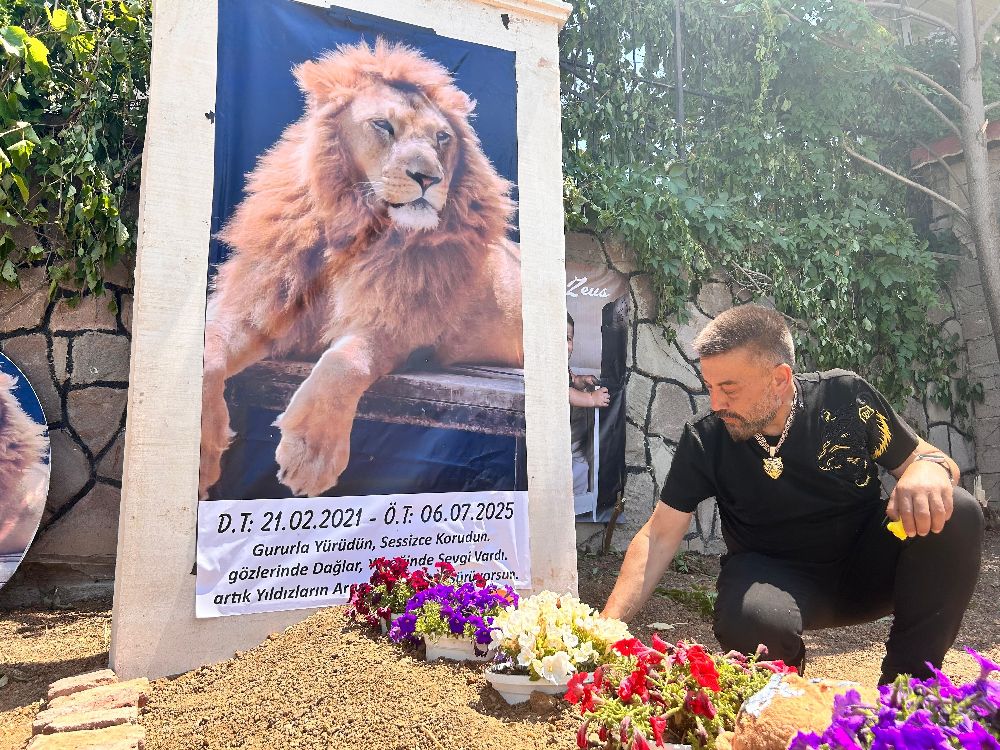 Saldırdığı çiftçiyi yaraladıktan sonra öldürülen aslanın sahibi evinin önüne temsili mezar yaptırdı