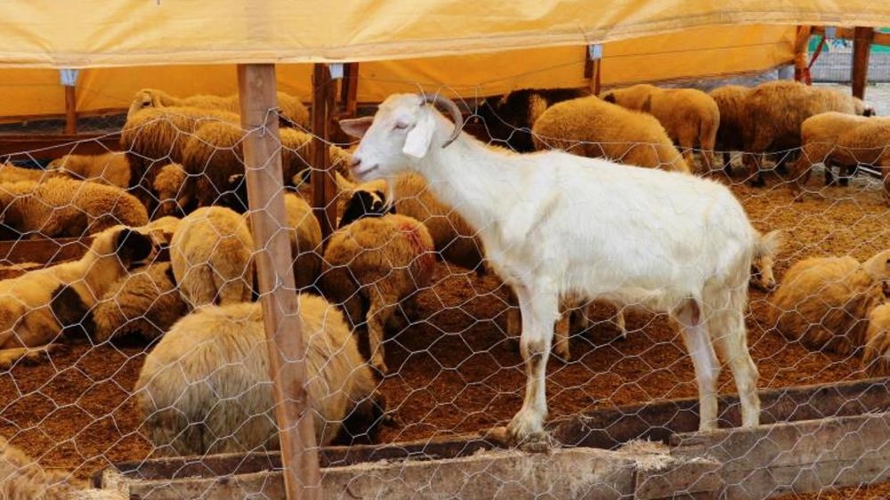 Samsun’da 492 bin ton hayvansal üretim planlanıyor