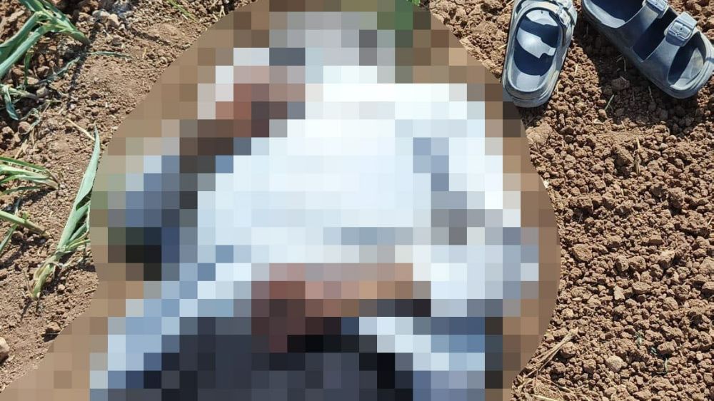 Şanlıurfa'da mısır tarlasında erkek cesedi bulundu