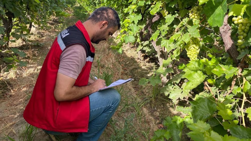 Sarıgöl’de 2025 yılı üzüm rekolte çalışmaları yapıldı