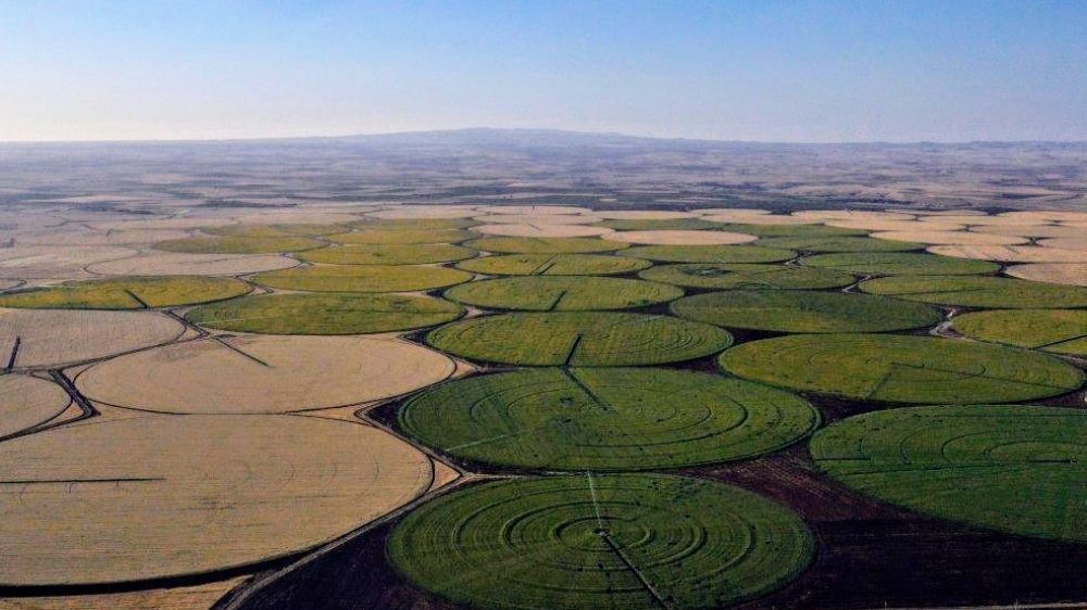 Sarıya boyanan araziler yeni evlenen çiftlerin akınına uğruyor