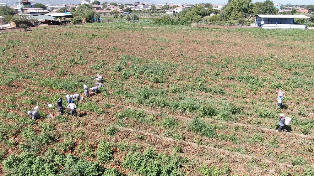 Sıcak hava domatesi vurdu, Aydınlı üretici verim kaybı yaşadı