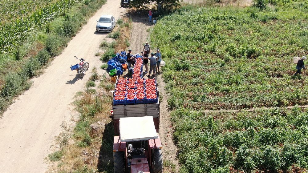 Sıcak hava domatesi vurdu, Aydınlı üretici verim kaybı yaşadı