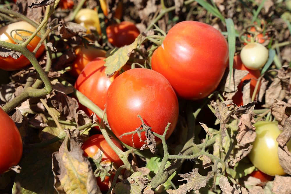 Sıcak hava domatesi vurdu, Aydınlı üretici verim kaybı yaşadı