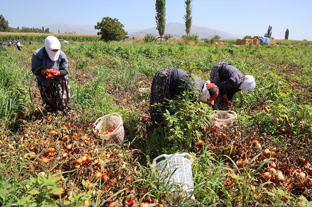 Sıcak hava domatesi vurdu, Aydınlı üretici verim kaybı yaşadı