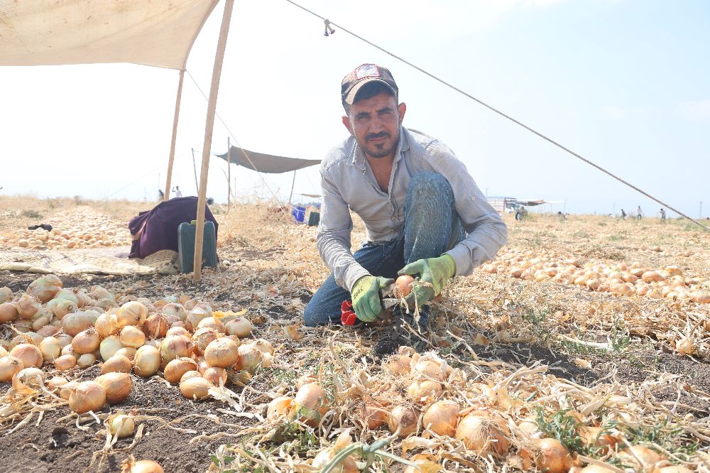 Sıcaklıkların 40 dereceyi geçtiği Amik Ovası'nda soğan hasadı devam ediyor