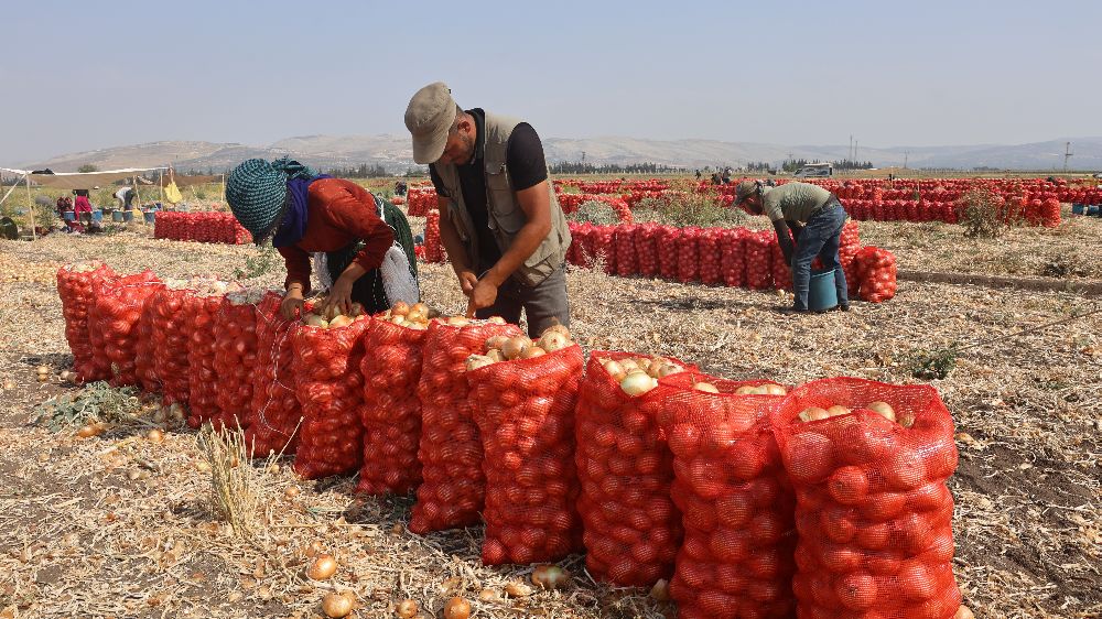 Sıcaklıkların 40 dereceyi geçtiği Amik Ovası'nda soğan hasadı devam ediyor