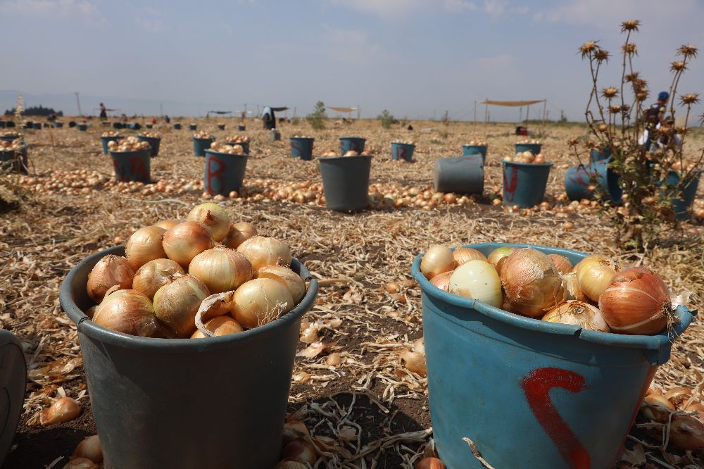 Sıcaklıkların 40 dereceyi geçtiği Amik Ovası'nda soğan hasadı devam ediyor