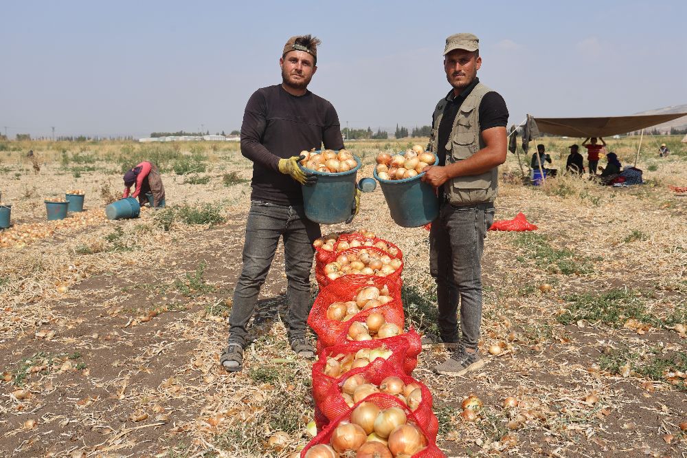 Sıcaklıkların 40 dereceyi geçtiği Amik Ovası'nda soğan hasadı devam ediyor