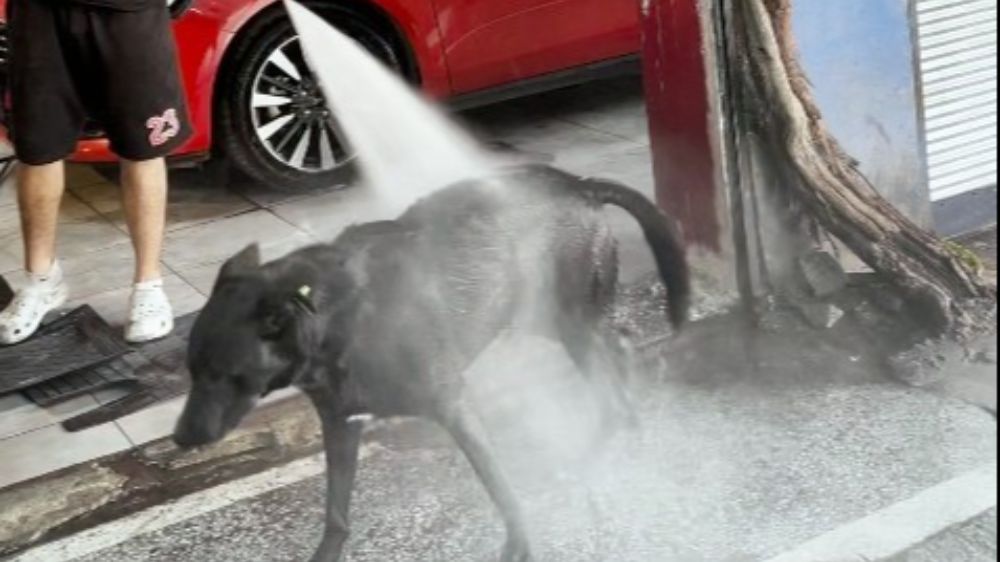 Sıcaktan bunalan köpeğin serinleme yöntemi izleyenleri gülümsetti