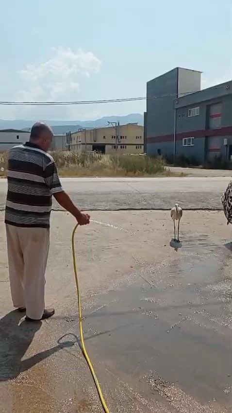 Sıcaktan bunalan leyleği hortumla serinletti