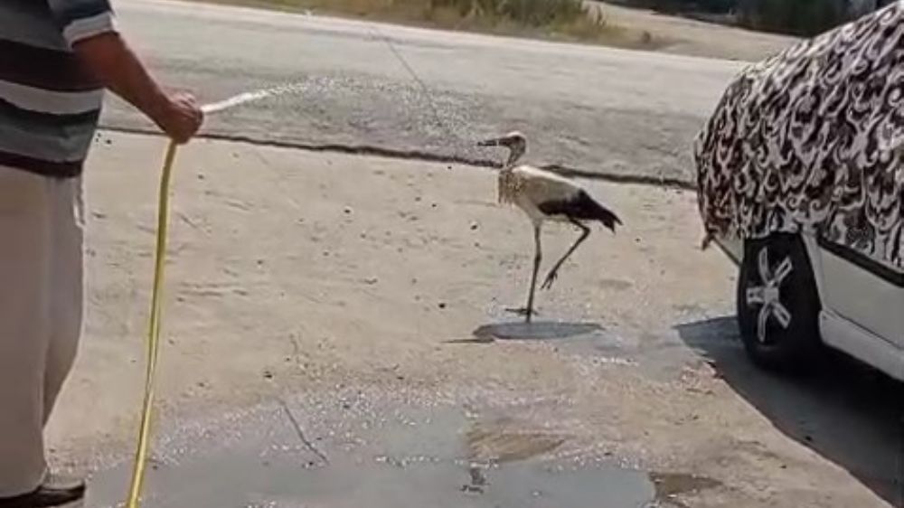Sıcaktan bunalan leyleği hortumla serinletti