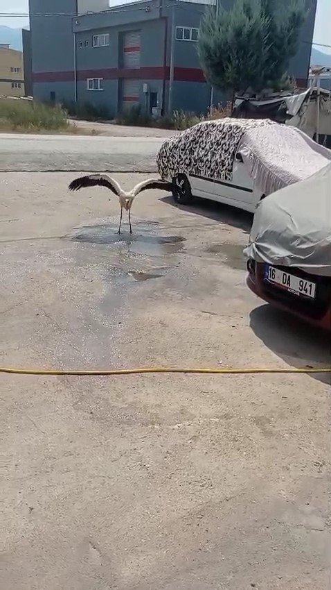 Sıcaktan bunalan leyleği hortumla serinletti