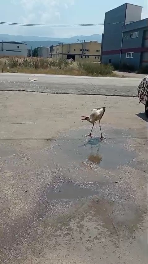 Sıcaktan bunalan leyleği hortumla serinletti
