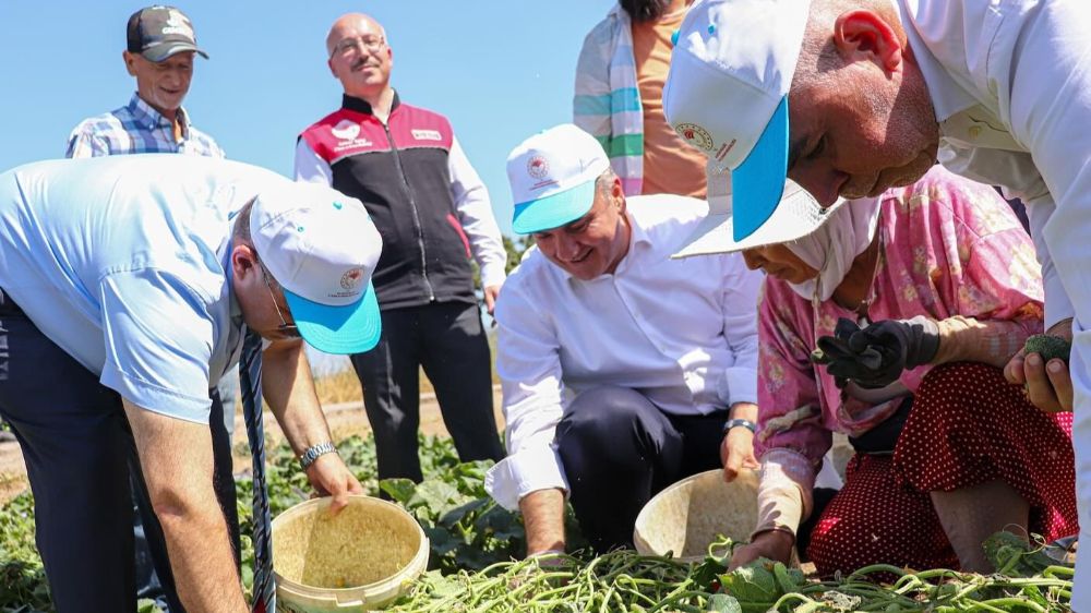 Sındırgı’da Vali İsmail Ustaoğlu kornişon hasadına katıldı