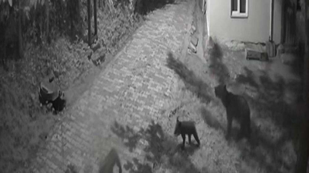 Sinop'ta anne ayı ve yavrularının dut yeme anları kamerada