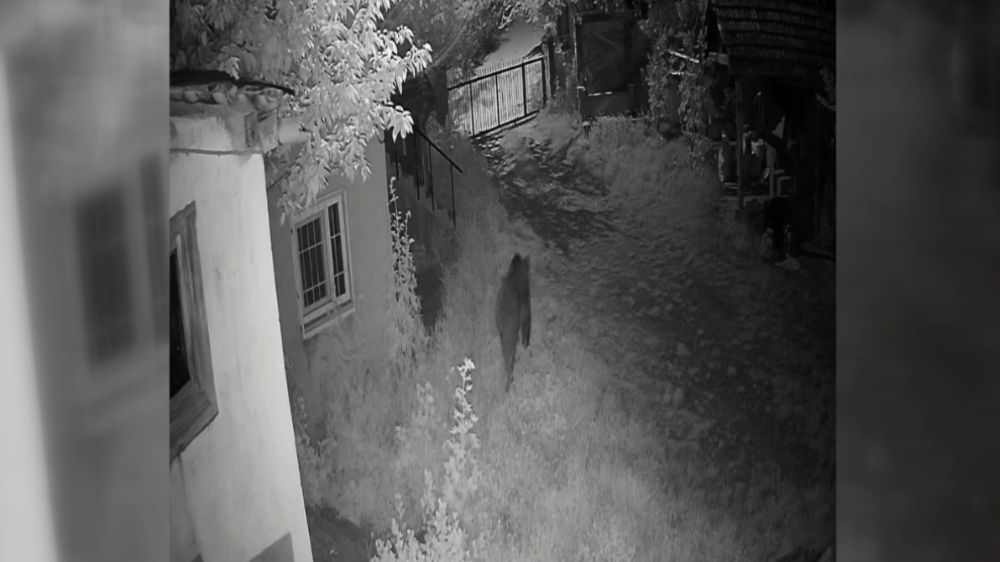 Sinop’ta evin bahçesine giren ayı kamerada