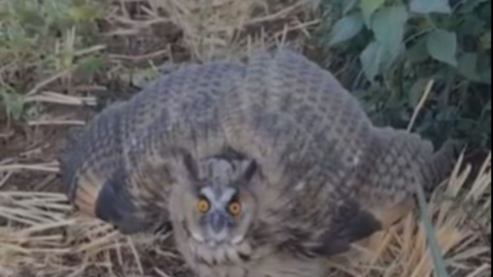 Siverek’te nesli tükenme tehlikesi altındaki kulaklı baykuş görüldü