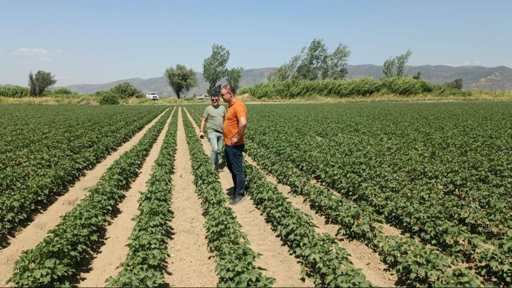 Söke’de ayçiçeği ve pamuk tarlaları incelendi