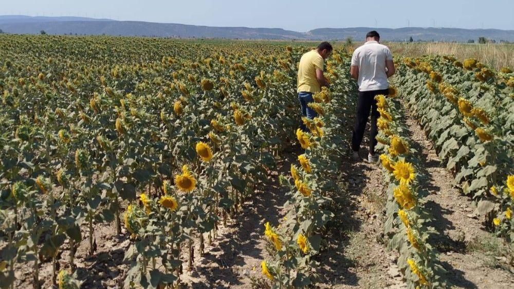 Söke’de ayçiçeği ve pamuk tarlaları incelendi