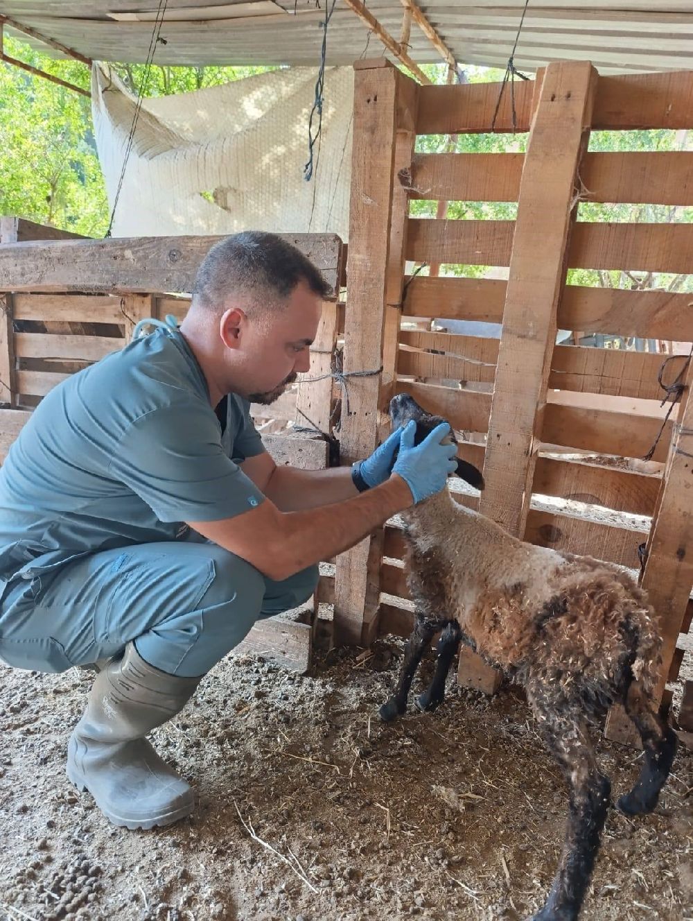 Söke'de küçükbaş hayvanlar küpelendi