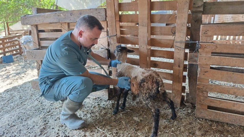 Söke'de küçükbaş hayvanlar küpelendi