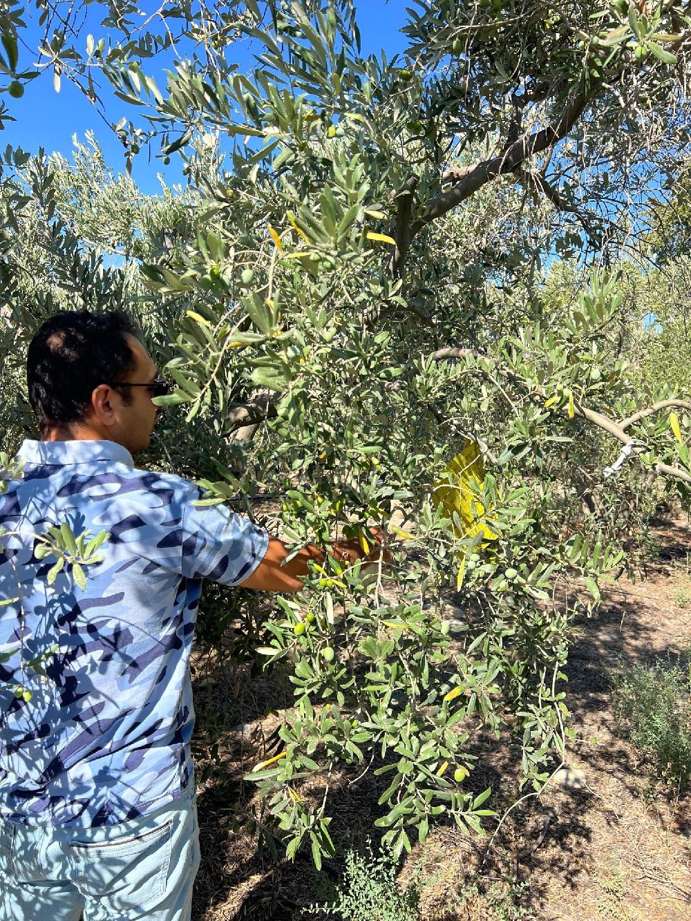 Söke'de tarla ve bahçelerde zararlı kontrolleri gerçekleştirildi