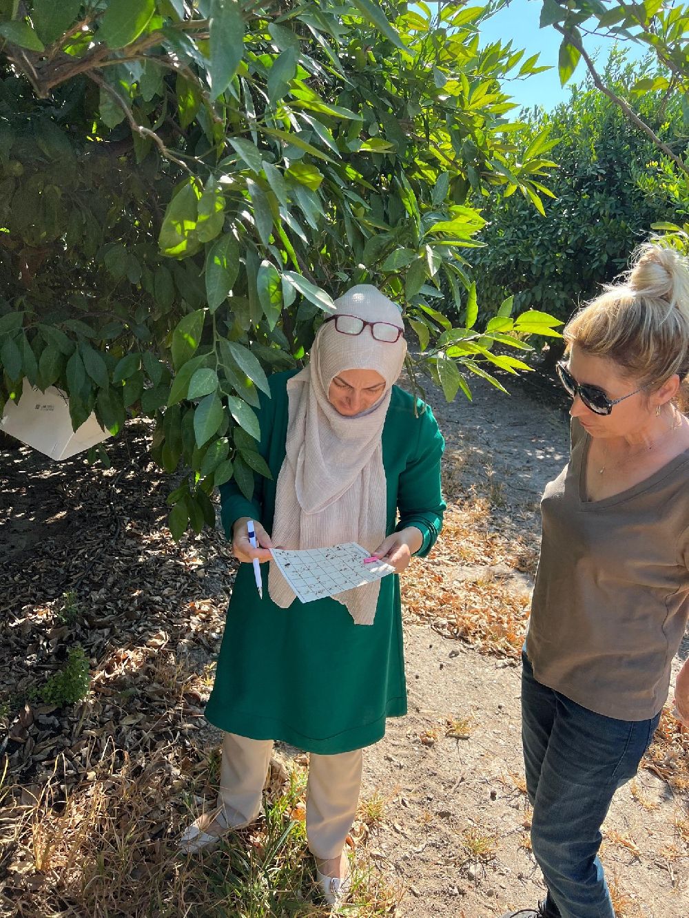 Söke'de tarla ve bahçelerde zararlı kontrolleri gerçekleştirildi