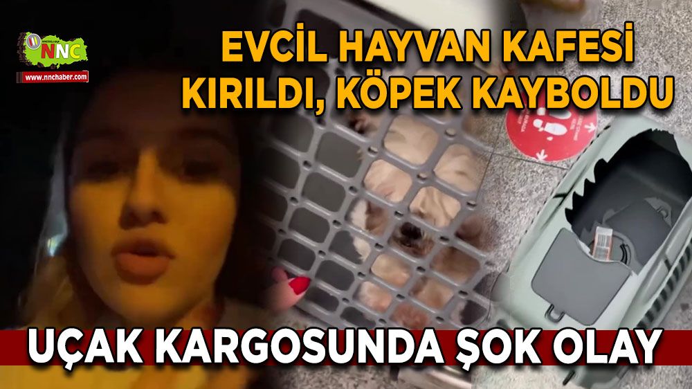 SunExpress’te şok olay Evcil hayvan kafesi kırıldı, köpek kayboldu