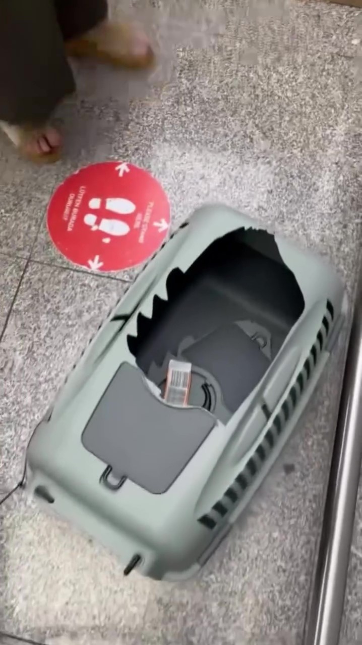 SunExpress’te şok olay Evcil hayvan kafesi kırıldı, köpek kayboldu