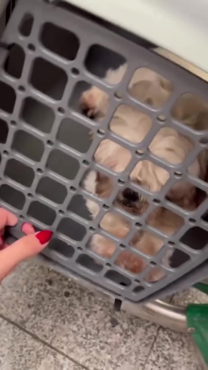 SunExpress’te şok olay Evcil hayvan kafesi kırıldı, köpek kayboldu