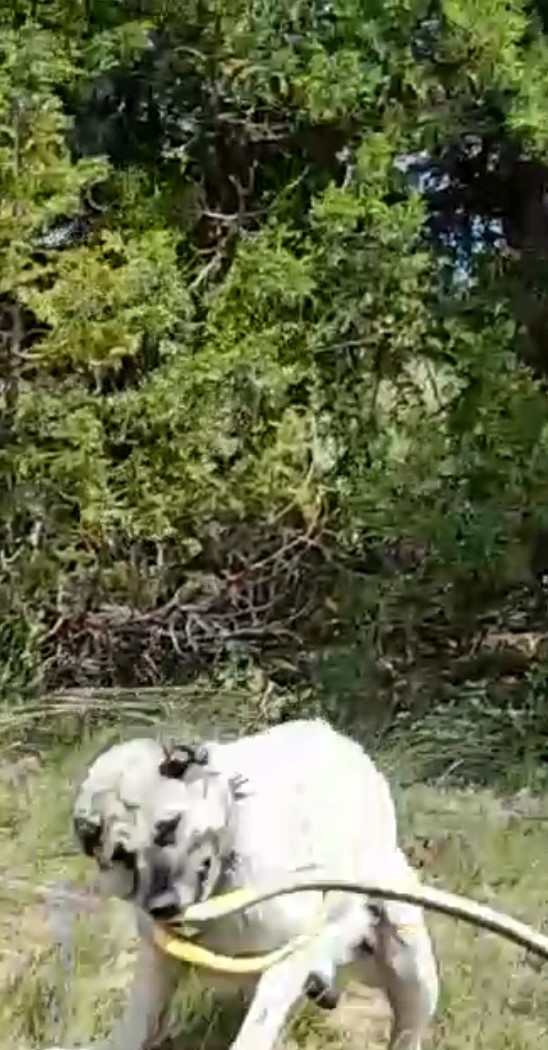 Sürüyü korumak için ağaca tırmandı, 2 metrelik yılanı etkisiz hale getirdi